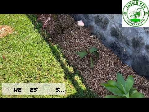 Miniature vidéo Jardin974 — Visite de la pépinière