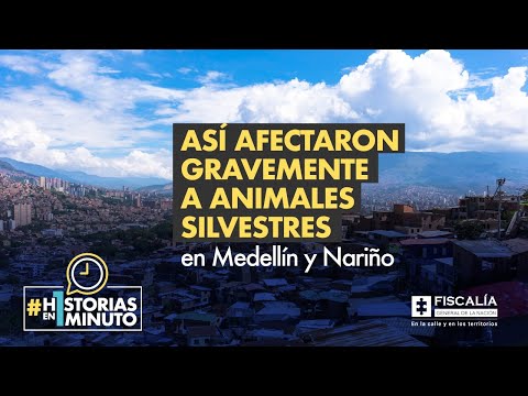 Así afectaron gravemente a animales silvestres en Medellín y Nariño