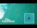 Shark spotting: how a drone app is helping to keep Sydney's surfers safe in the water