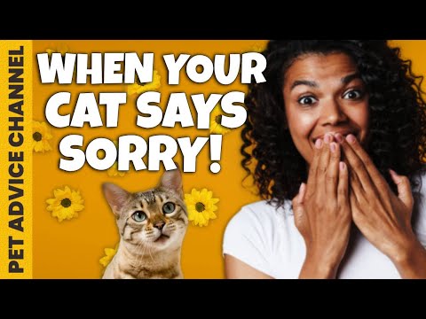 How do cats say sorry to their owner - YouTube