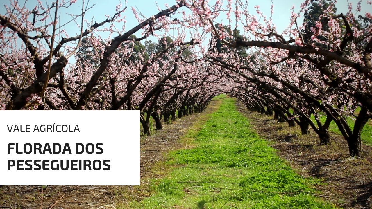 O ESPETÁCULO DA FLORADA DOS PESSEGUEIROS!