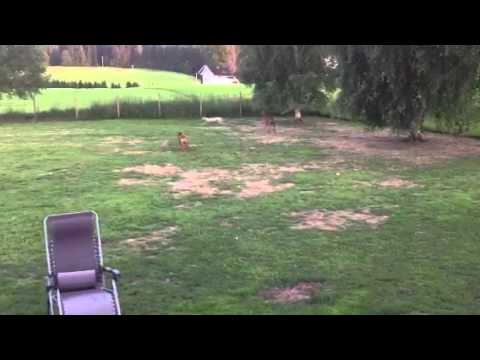 Sloughi against Asawakh