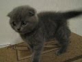 котенок плюется ! прибавь звук 