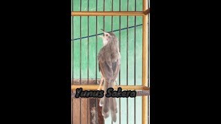 Download lagu Tiga Variasi Ocehan Prenjak Sawah || Prenjak Klik Gacor || Prenjak Pari Nembak mp3