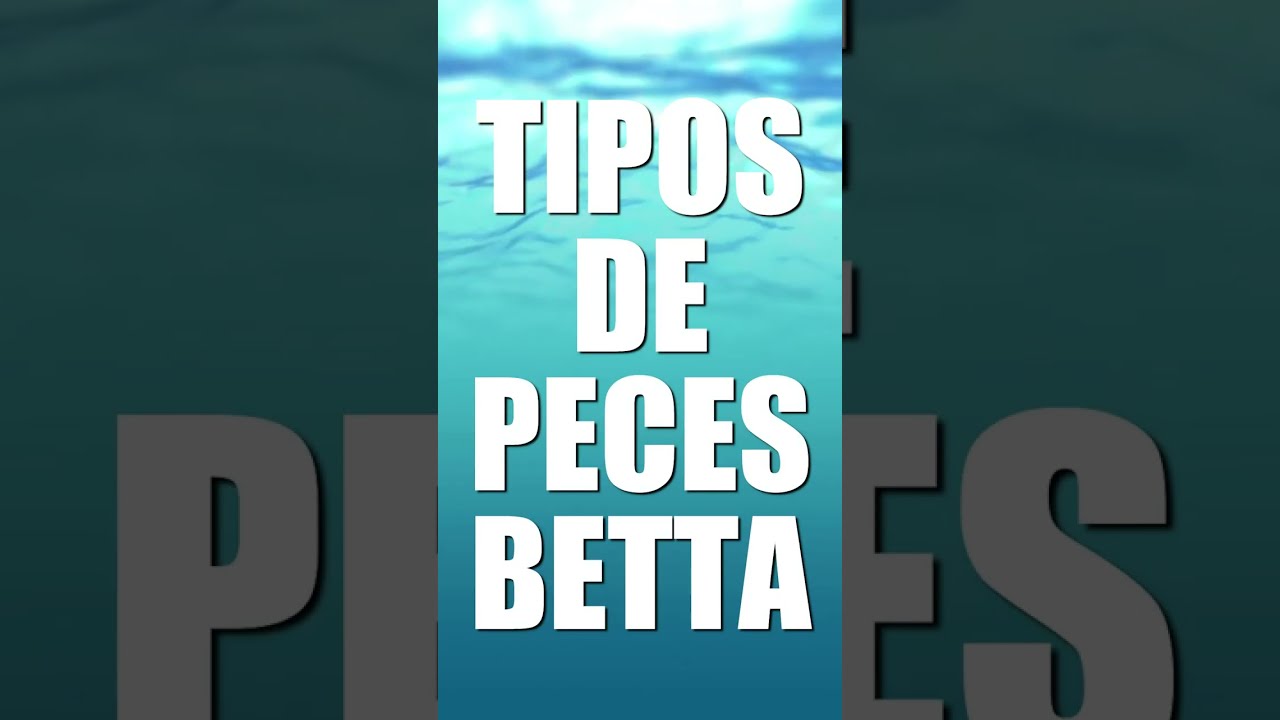 Tipos De Peces Betta