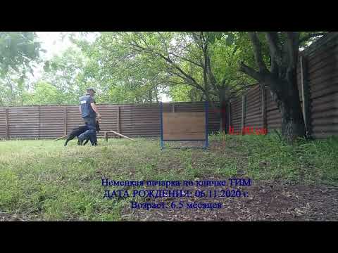 Дрессировка немецкой овчарки, команда "Барьер". German Shepherd Dog.