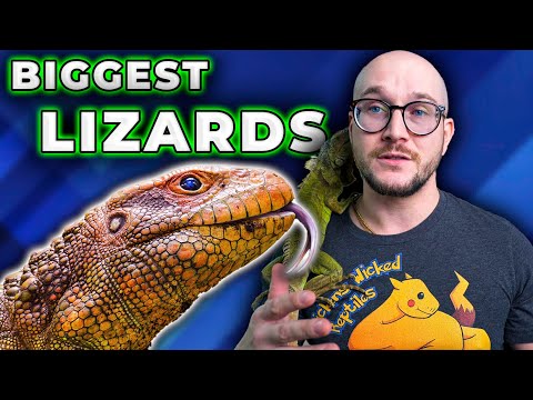 The 5 Best BIG Lizards