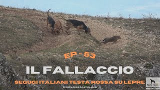 Segugi Italiani Testa Rossa su Lepre - (Ep.53) IL FALLACCIO