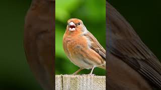 Download lagu ✨ Nyanyian Burung Pipit Rumah yang Indah | Suara Burung yang Menenangkan di Alam 🎶🐦 #burung #pecintaburung #pipit mp3