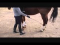 How to Teach a Horse Piaffe  Part I