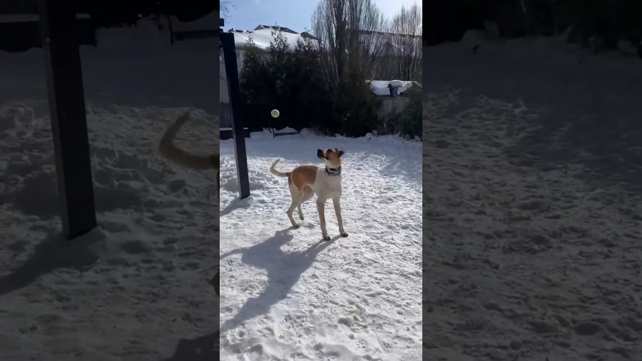 Chi, a ADOPTABLE mixed breed in Aurora, ON video 6/6