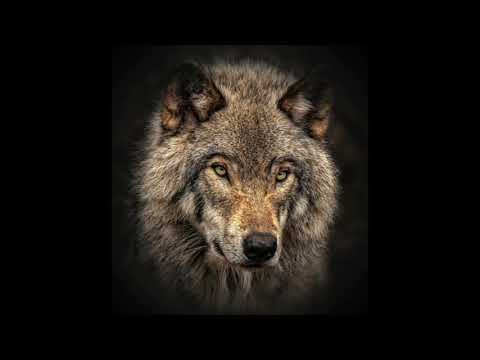 Osobine Vuka i uslovi u kojima živi