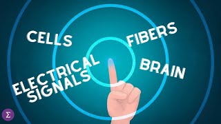 The Science of Tactile Perception