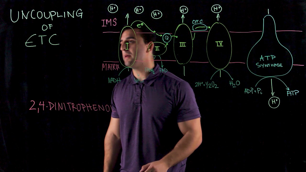 Uncoupling of Electron Transport Chain
