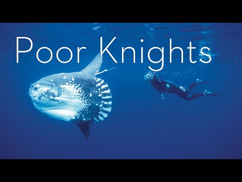 Is This New Zealand's Best Diving? THE POOR KNIGHTS 🐟 🐡 🐠