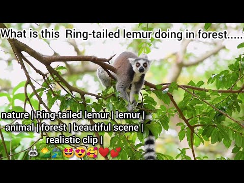 nature | Ring-tailed lemur | lemur | animal | forest | beautiful scene | realistic clip | 🦝🌄🏞️🤩😍🥰❤️💕