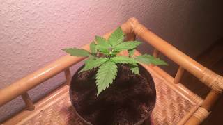 1 Monat Cannabis Zeitraffer Anzucht &amp; Wachstum