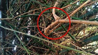 Download lagu Whoever sees bamboo like this, take it ‼️ mp3