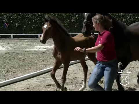 NF163 Stutfohlen von Crumble - Alasca - Leuthen I