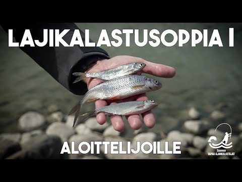 Lajikalastusoppia aloittelijoille
