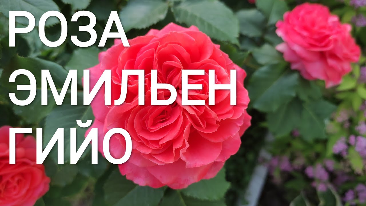 Роза ЭМИЛЬЕН ГИЙО (Emilien Guillot, Massad, 1997).