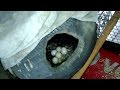 Love Birds Egg Love Birds Beautiful Video Must Watch