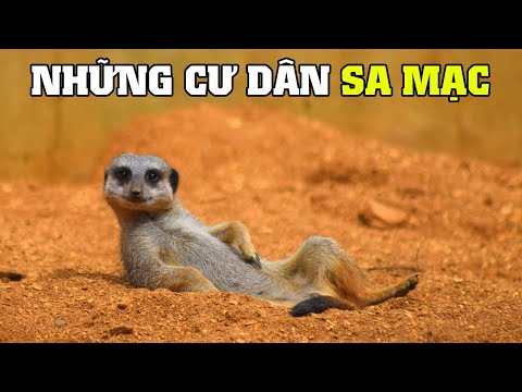 CIRP: Người mua iPhone ở Mỹ trả góp điện thoại nhiều hơn người mua Android