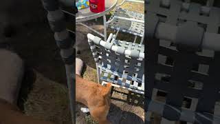 Video preview image #1 Boxer Puppy For Sale in  Katy, TX, USA