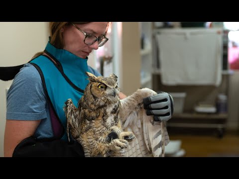 Getting an owl covered in concrete is rehabilitated at Wild Friends