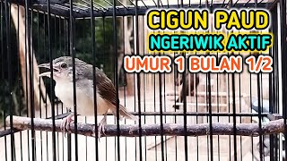 Download lagu Cigun Paud Ngeriwik Aktif, Umur 1 Bulan Lebih Belajar Ngbren mp3