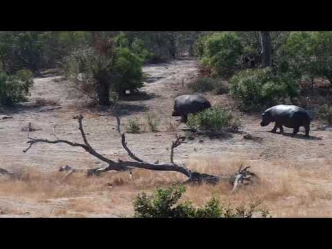 Djuma: Two Hippos leaving - 11:50 - 08/04/19