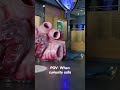 Curiosity Calls: Blue Whale Heart