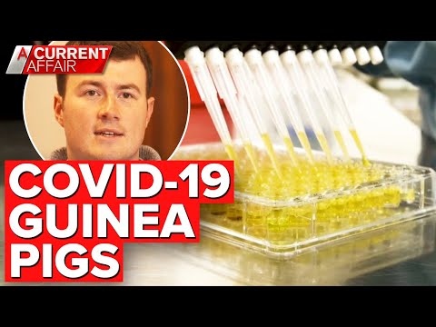 YouTube video about: Can guinea pigs get covid 19?