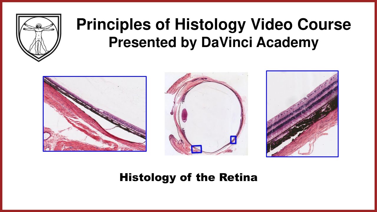 Histology of the Retina  [Special Senses Histology Part 3 of 4]