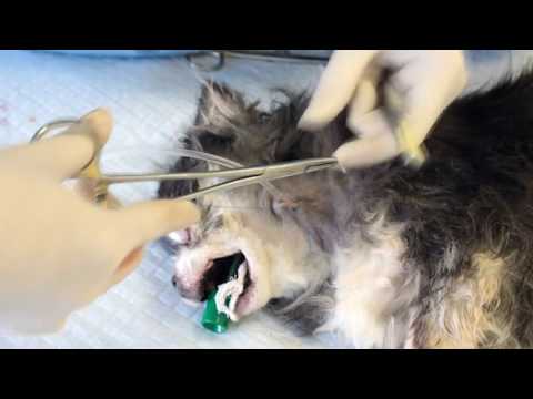 Esophagostomy Tube Placement (Critical Care In Small Animal Practice)