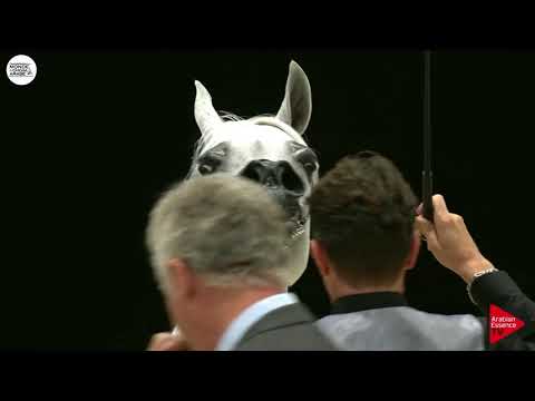 N.77 ASTREA DEL NINFEO - Paris 2018 - Senior Mares (Class CM 3B