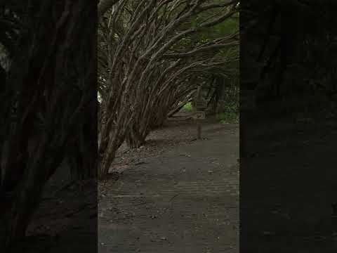 Existe um BUNKER ESCONDIDO em São Paulo — E Ele Tem História