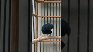 Download lagu burung indigo...masteran burung murai yg paling dominan dinilai dan dilirik juri #burung #hobyburung mp3