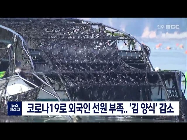 코로나19로 외국인 선원 부족.. '김 양식' 감소