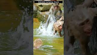 Pity #lucie watches her mother be beaten  #shortsvideo #babymonkey #monkey  #animals  #luna