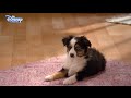 I Didn T Do It Lindy Goes To The Dogs Official Disney Channel UK HD