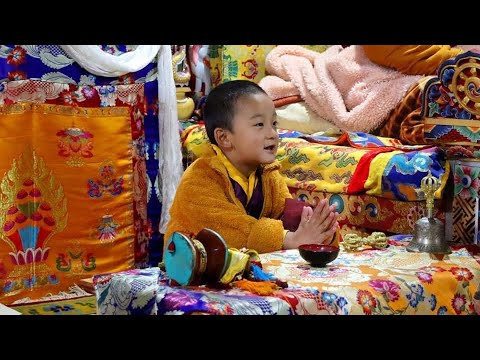 Thuksey Rinpoche Yangsi With Sungtrel Rinpoche & Gangtey Tulku Rinpoche || Rituals & Reincarnation