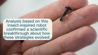 Newswise:Video Embedded these-robots-helped-understand-how-insects-evolved-two-distinct-strategies-of-flight