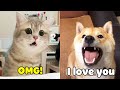 Try Not To Be Surprised Dogs And Cats Can Speak English Like Humans 2020