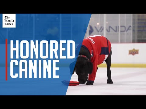 Future service dog 'Ovi' meets NHL legend namesake - YouTube