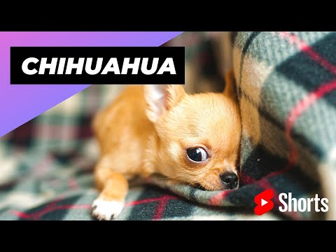 Chihuahua 🐶 One Of The Smallest Dog Breeds In The World #shorts #chihuahua #smalldog
