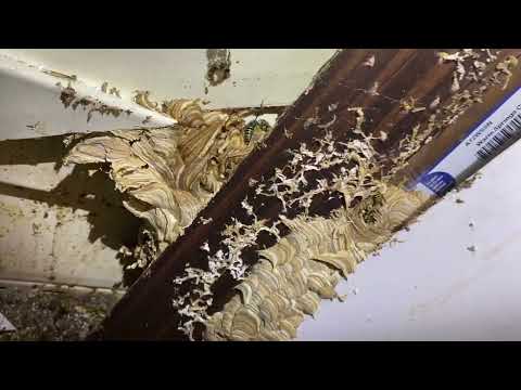 Tons of Yellow Jackets in the Garage in Manalapan, NJ