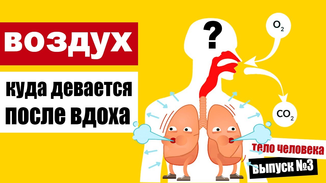 Куда девается воздух, который мы вдыхаем. Здоровьесберегающий канал