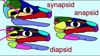 amniote diversity 1: anapsids, synapsids