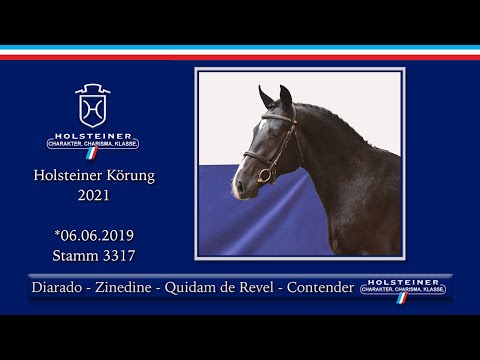 Holsteiner Körlot 2021 | Nr. 36 v. Diarado - Zinedine - Quidam de Revel - Contender